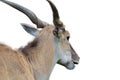 Common eland head from back isolated on white background Royalty Free Stock Photo