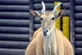 Common Eland Head Closeup Royalty Free Stock Photo