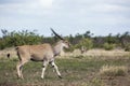 Common eland in Kruger National park, South Africa ; Royalty Free Stock Photo