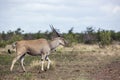 Common eland in Kruger National park, South Africa ; Royalty Free Stock Photo