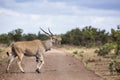 Common eland in Kruger National park, South Africa ; Royalty Free Stock Photo