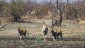 Common eland in Kruger National park, South Africa Royalty Free Stock Photo