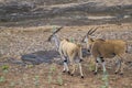 Common eland in Kruger National park, South Africa Royalty Free Stock Photo