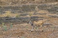 Common eland in Kruger National park, South Africa Royalty Free Stock Photo