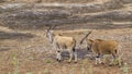 Common eland in Kruger National park, South Africa Royalty Free Stock Photo