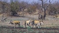 Common eland in Kruger National park, South Africa Royalty Free Stock Photo