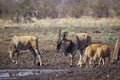 Common eland in Kruger National park, South Africa Royalty Free Stock Photo