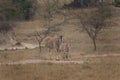 Common eland, taurotragus oryx, the southern eland, eland antelope Royalty Free Stock Photo