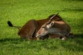 Common eland lies turning head towards tail Royalty Free Stock Photo