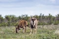 Common eland male in Kruger National park