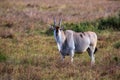 Common eland in the Masai Mara Royalty Free Stock Photo