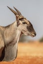 Common eland portrait, Etosha National Park, Royalty Free Stock Photo