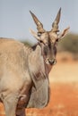 Common eland portrait on red sand, Etosha National Park, Namibia Royalty Free Stock Photo