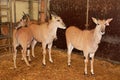 Eland Antelopes in Lany, Czechia Royalty Free Stock Photo