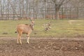 Eland Antelopes in Lany, Czechia Royalty Free Stock Photo