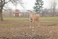 Eland Antelopes in Lany, Czechia Royalty Free Stock Photo