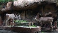 Two Common eland or Taurotragus oryx, known as southern eland or eland antelope. Common eland is species of family Bovidae and ge