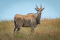 Common eland stands in grass eyeing camera Royalty Free Stock Photo