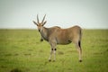 Common eland stands on grass eyeing camera Royalty Free Stock Photo