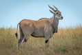 Common eland stands in grass turning head Royalty Free Stock Photo