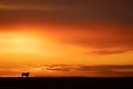 Common eland stands on horizon at sunset