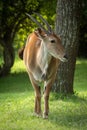 Common eland stands near tree turning head Royalty Free Stock Photo