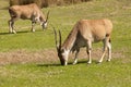 Common eland (Taurotragus oryx) Royalty Free Stock Photo
