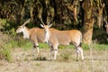 The common eland Taurotragus oryx in Africa savannah nature Royalty Free Stock Photo