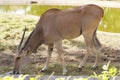 common eland (Taurotragus oryx), also known as the southern eland or eland antelope Royalty Free Stock Photo