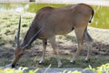 common eland (Taurotragus oryx), also known as the southern eland or eland antelope Royalty Free Stock Photo