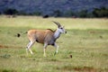 The common eland Taurotragus oryx, also known as the southern eland or eland antelope in a savannah Royalty Free Stock Photo