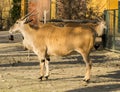 Common Eland (Taurotragus oryx) Royalty Free Stock Photo