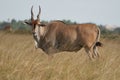 Common eland Taurotragus oryx also known as southern eland or eland antelope in savannah and plains East Africa Royalty Free Stock Photo