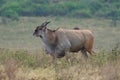 Common eland Taurotragus oryx also known as southern eland or eland antelope in savannah and plains East Africa Royalty Free Stock Photo