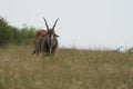 Common eland Taurotragus oryx also known as southern eland or eland antelope in savannah and plains East Africa Royalty Free Stock Photo