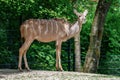 The common eland, Taurotragus oryx is a savannah antelope Royalty Free Stock Photo