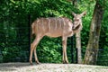 The common eland, Taurotragus oryx is a savannah antelope Royalty Free Stock Photo