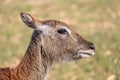 The common eland Taurotragus oryx