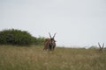 Common eland Taurotragus oryx also known as southern eland or eland antelope in savannah and plains East Africa Royalty Free Stock Photo