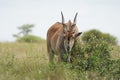 Common eland Taurotragus oryx also known as southern eland or eland antelope in savannah and plains East Africa Royalty Free Stock Photo