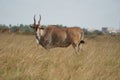 Common eland Taurotragus oryx also known as southern eland or eland antelope in savannah and plains East Africa Royalty Free Stock Photo