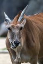 Common Eland Antelope Royalty Free Stock Photo