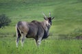 Common eland, Taurotragus oryx antelope captured in its natural habitat full of greenery Royalty Free Stock Photo