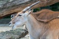 Common Eland Antelope Royalty Free Stock Photo