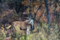 A common eland Taurotragus oryx antelope Royalty Free Stock Photo