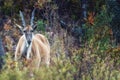 A common eland Taurotragus oryx antelope Royalty Free Stock Photo