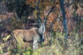 A common eland Taurotragus oryx antelope Royalty Free Stock Photo