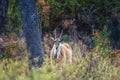 A common eland Taurotragus oryx antelope Royalty Free Stock Photo