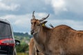 Common eland taurotragus oryx