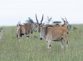 Common Eland, Taurotragus oryx Royalty Free Stock Photo